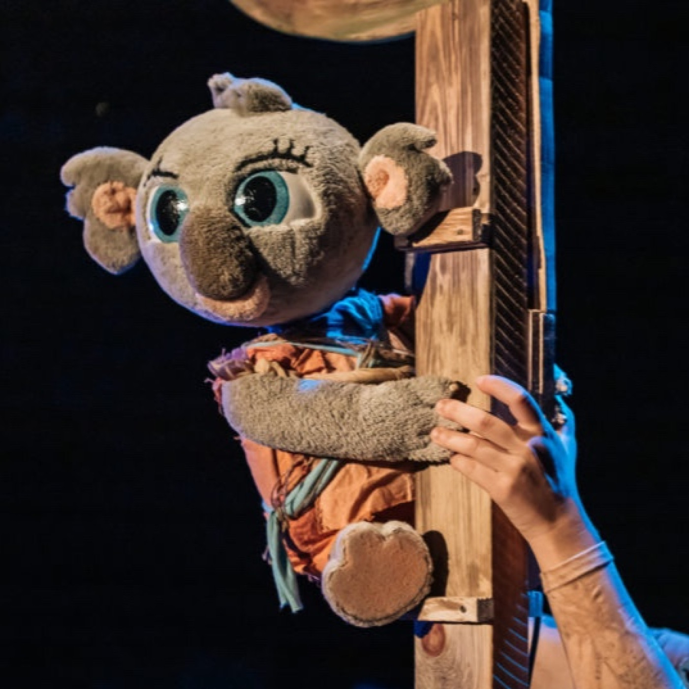 Dissabte arriba l'obra de teatre familiar "Bunji, la petita coala" a Palafrugell episode artwork