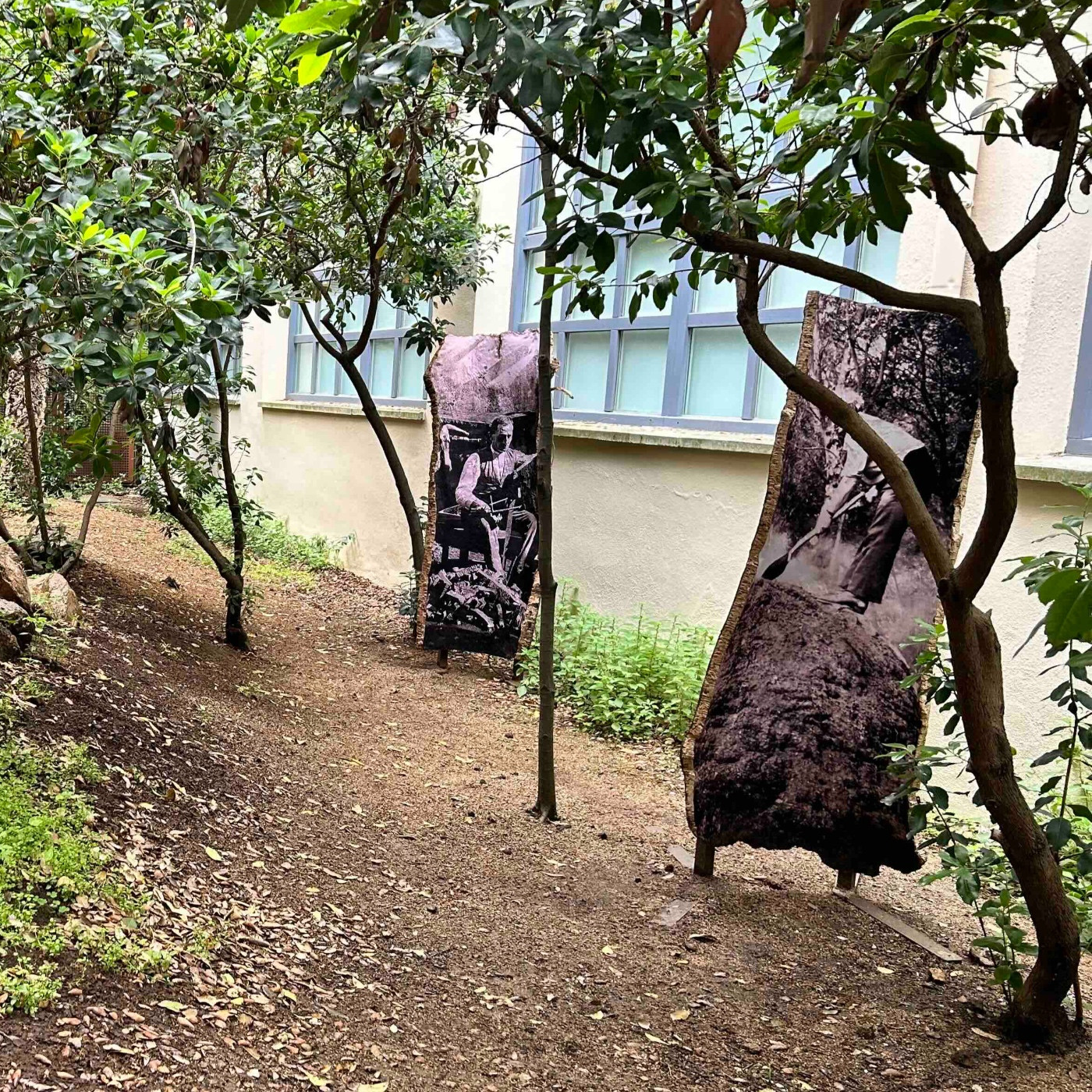 El Museu del Suro inaugura la instal·lació artística "Bosc i memòria" de Núria Rossell episode artwork