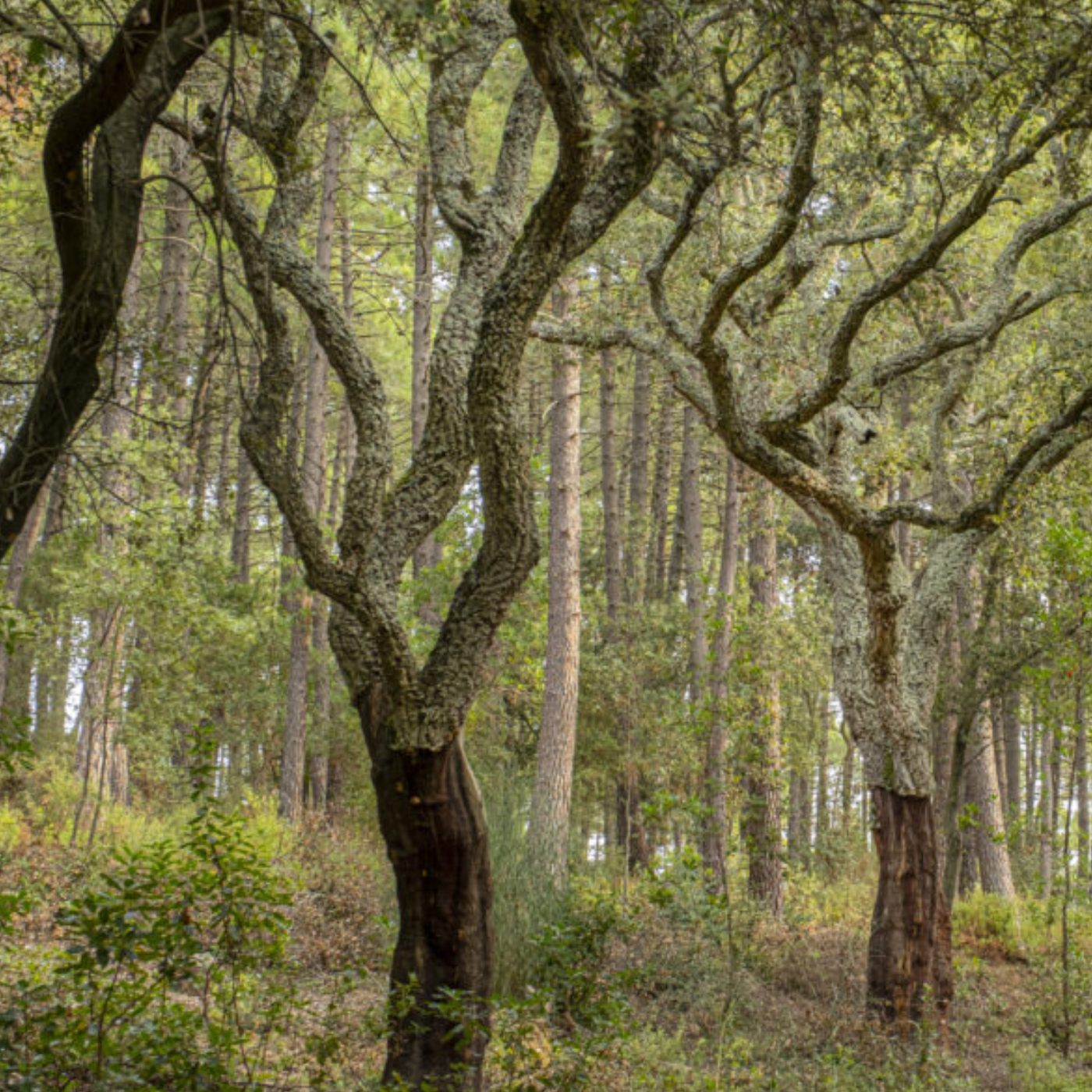 Les pluges dels últims mesos han ajudat els boscos de l’Empordà i Girona a recuperar-se després de tres anys de sequera episode artwork